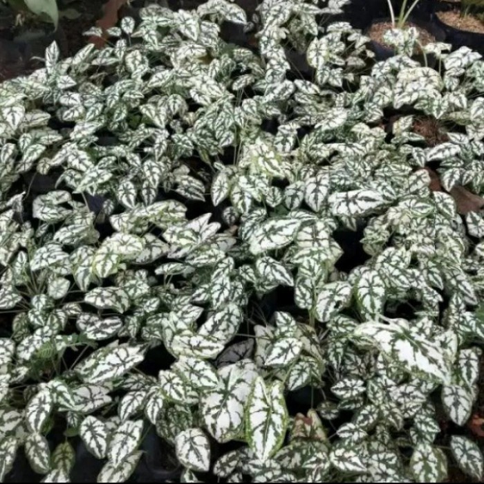 Tanaman hias keladi mutiara/keladi liliput/keladi mutiara mini