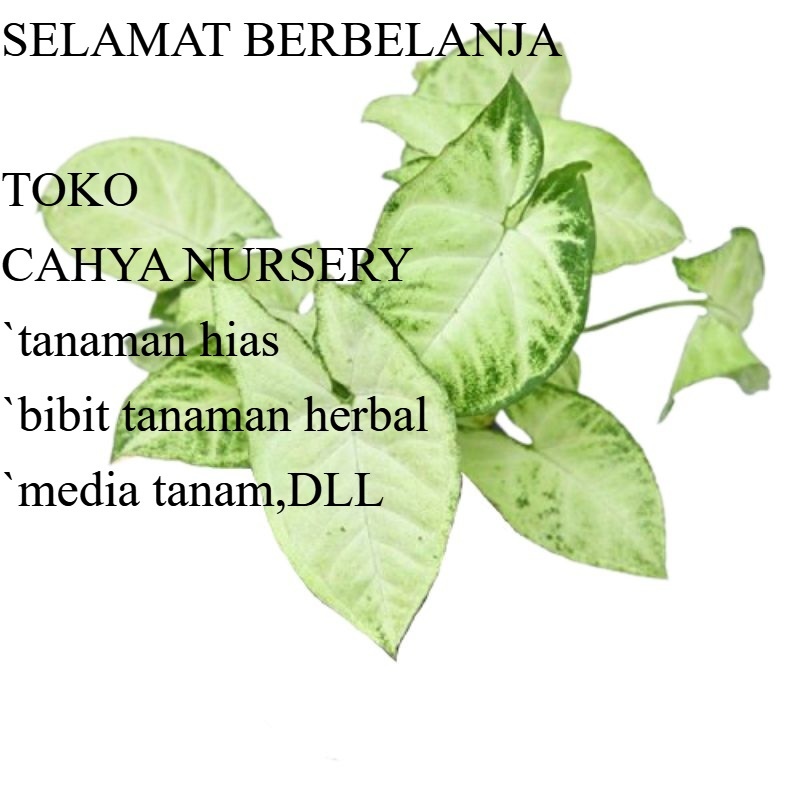 

Daun keladi tikus segar kemasan 100gram