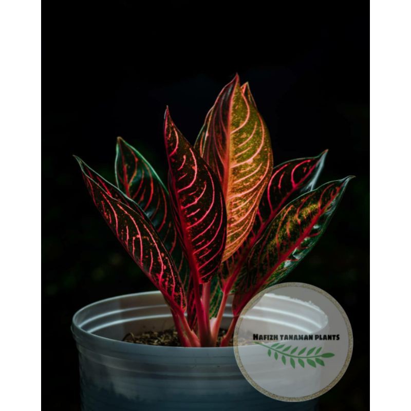 Tanaman Hias Aglonema Red Sumatra - Aglonema Red Sumatra Tanaman Hidup-,Bunga Hidup Murah Bunga Hias