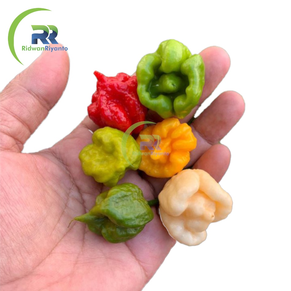 Paket 4c Biji Cabe Carolina Reaper Cabai Terpedas di Dunia Nomor 1 versi The Guinness World Record Benih Tanaman