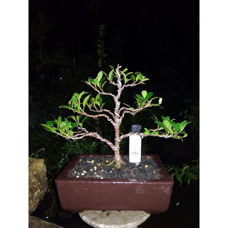 Bonsai beringin kimeng small