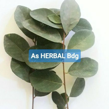 

Daun kandri daun kanyere segar 500 gram-az