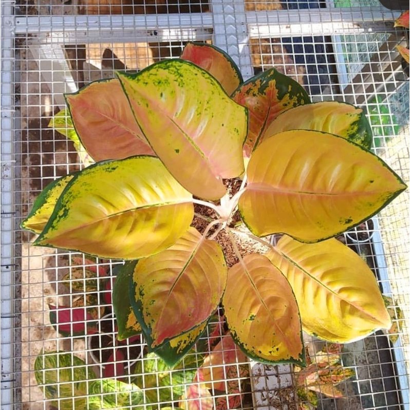Aglonema Sultan brunei remaja - tanaman hias hidup - bunga hidup - bunga aglonema - aglaonema merah 