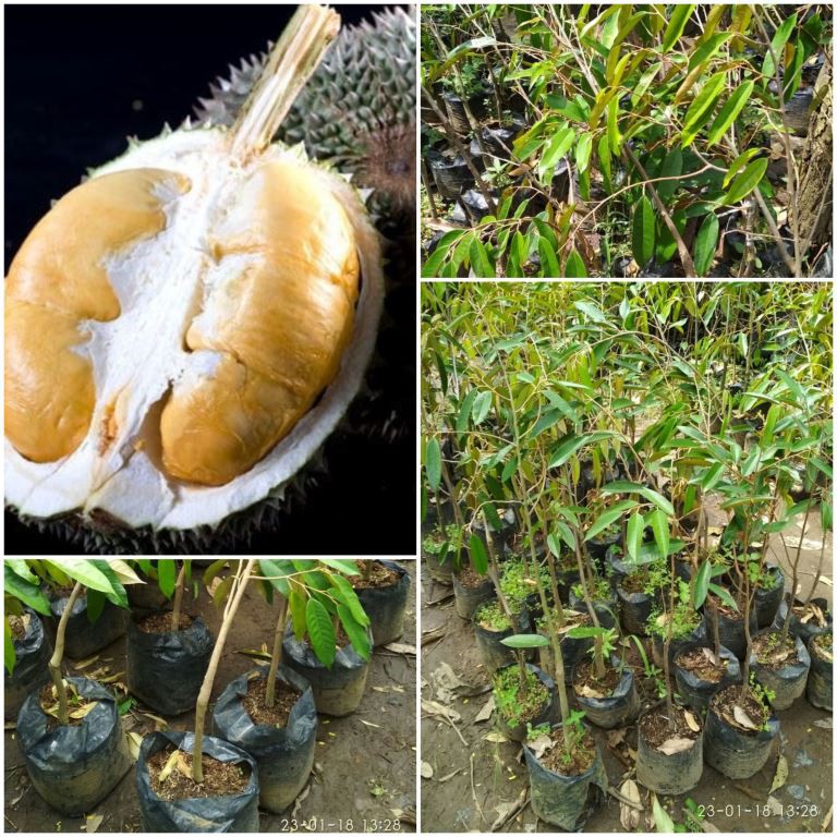 Bibit Durian Duri Hitam Okulasi