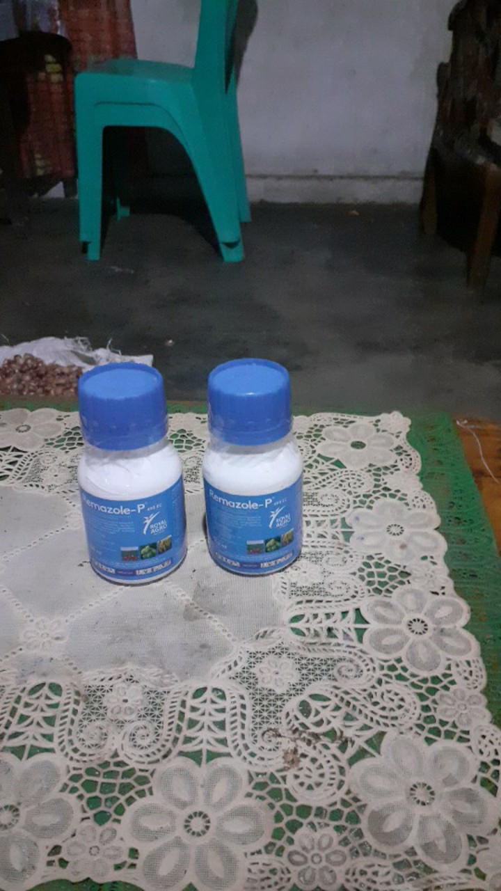 Fungisida Remazole-p 250 Ml Mengendalikan Penyakit Layu Fusarium Moler Bawang Merah & Potong Leher