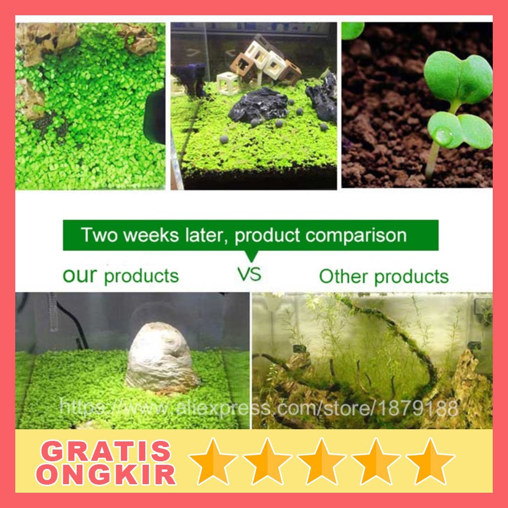 Bibit Rumput Air Dekorasi Aquarium Landscape Ornament Big Fescue H0027 Grab Medan