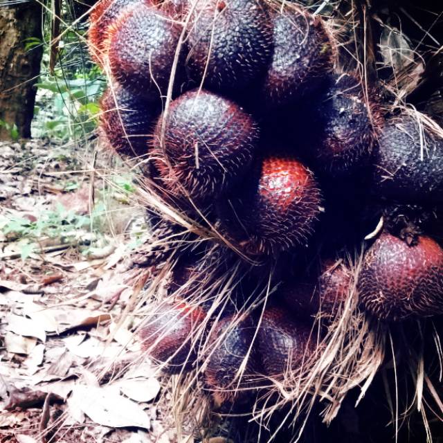 

Salak Tapanuli selatan Sumatra utara Manis dan real pict