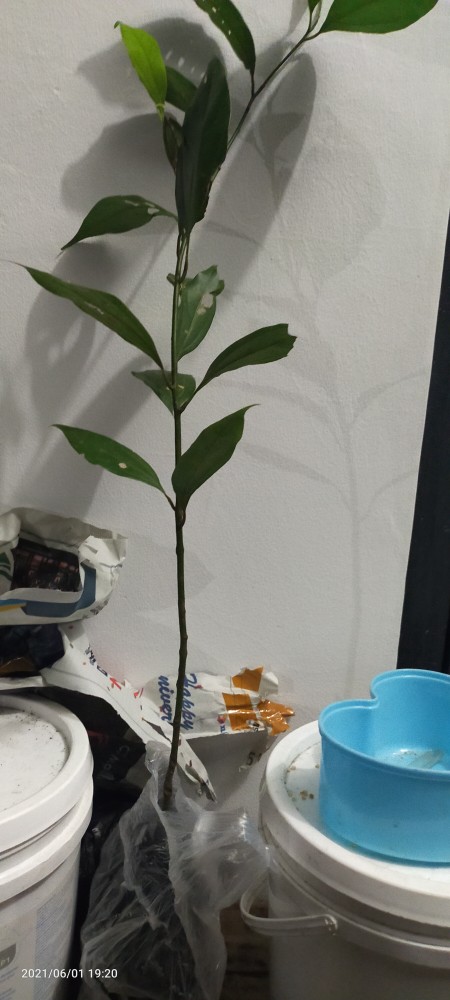 Bibit Pohon Kayu Manis