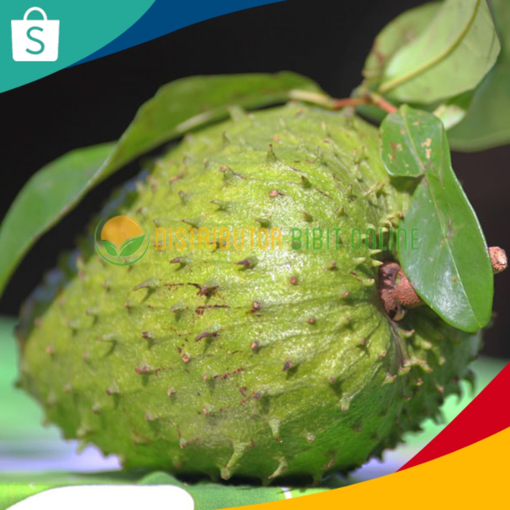 Bibit Buah Tanaman Buah Sirsak Madu Hasil Stek Okulasi bibit okulasi majalengka tanaman buah buahan