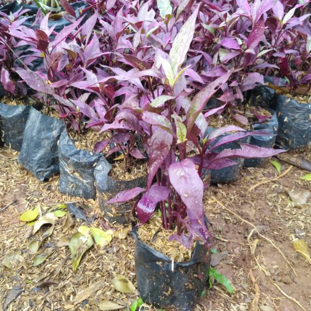 Tanaman hias erpah bayam-bayaman