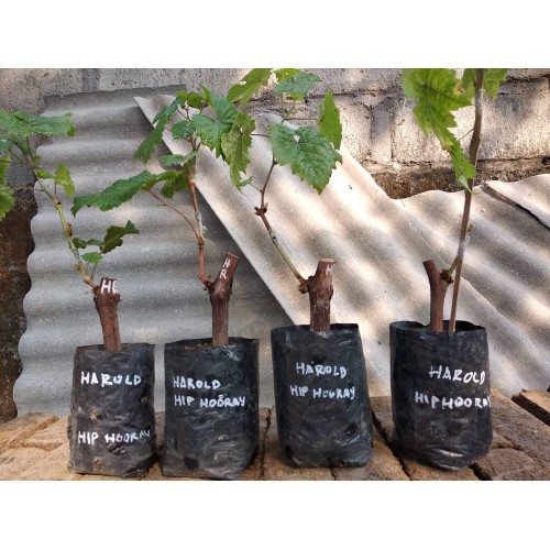 Bibit Anggur Import Harold Hasil Grafting