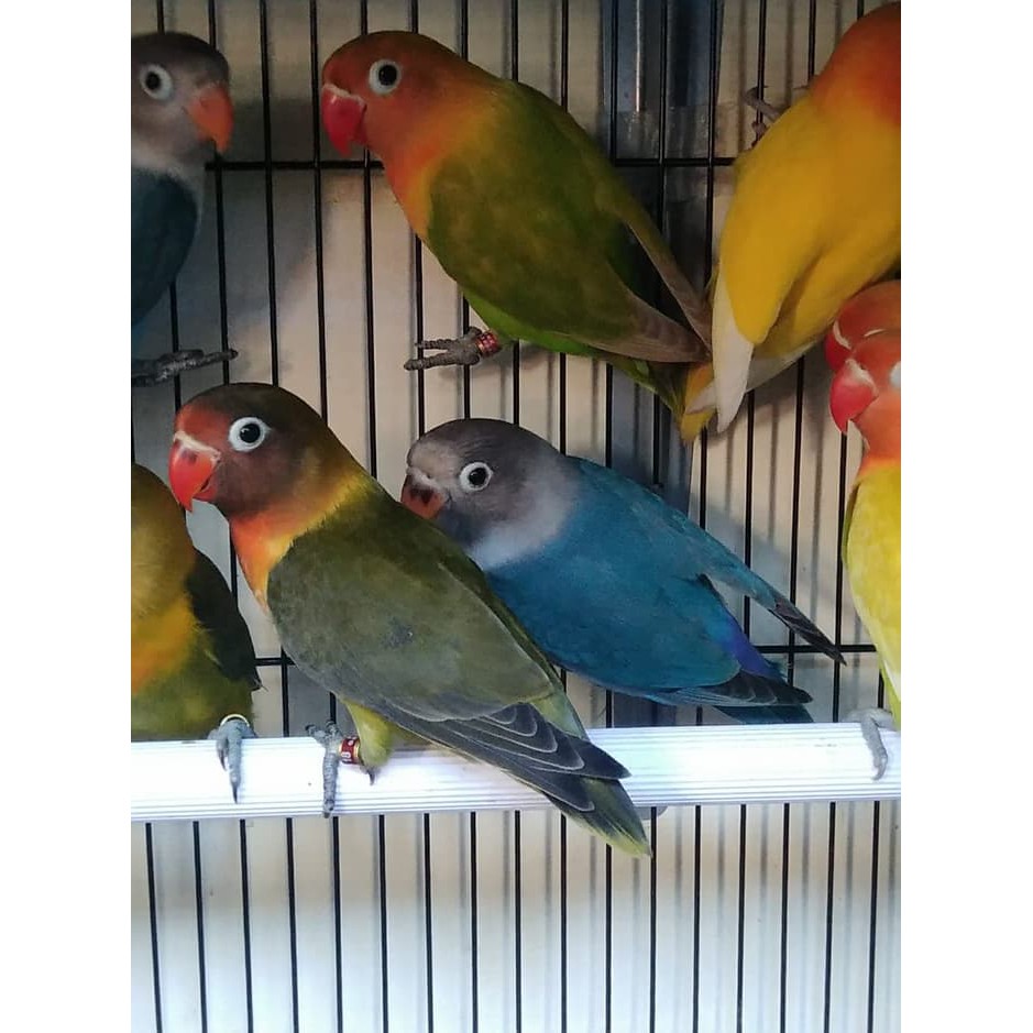 50++ Harga burung lovebird mangsi terbaru