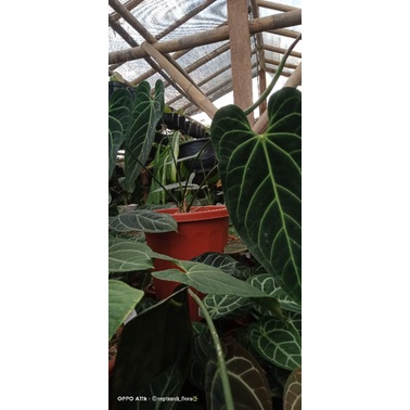 kuping gajah dark mama