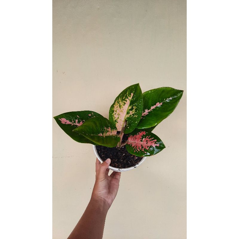 Aglonema Kochin Paramuay