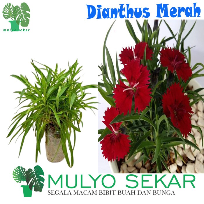 Tanaman Bunga Dianthus Merah / Anyelir Merah (Berbunga) - Tanaman Hias Bunga Dianthus - Bibit Tanaman Hias Bunga Anyelir