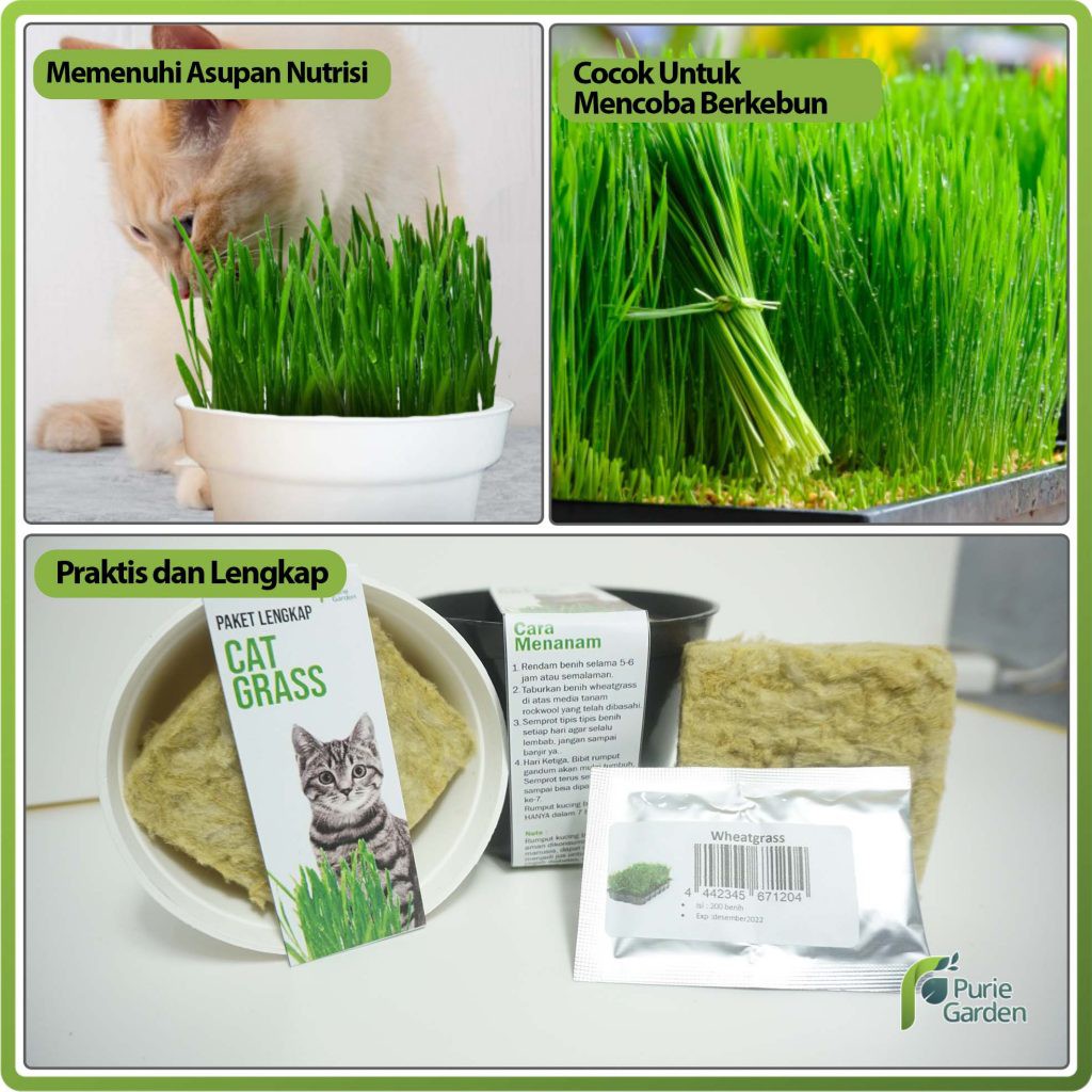 Paket Lengkap Rumput Kucing Wheatgrass Rumput Gandum Purie Garden PG KDR