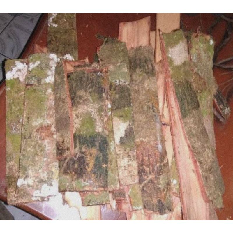 

kulit pohon jengkol untuk obat diabetes 500gram murah