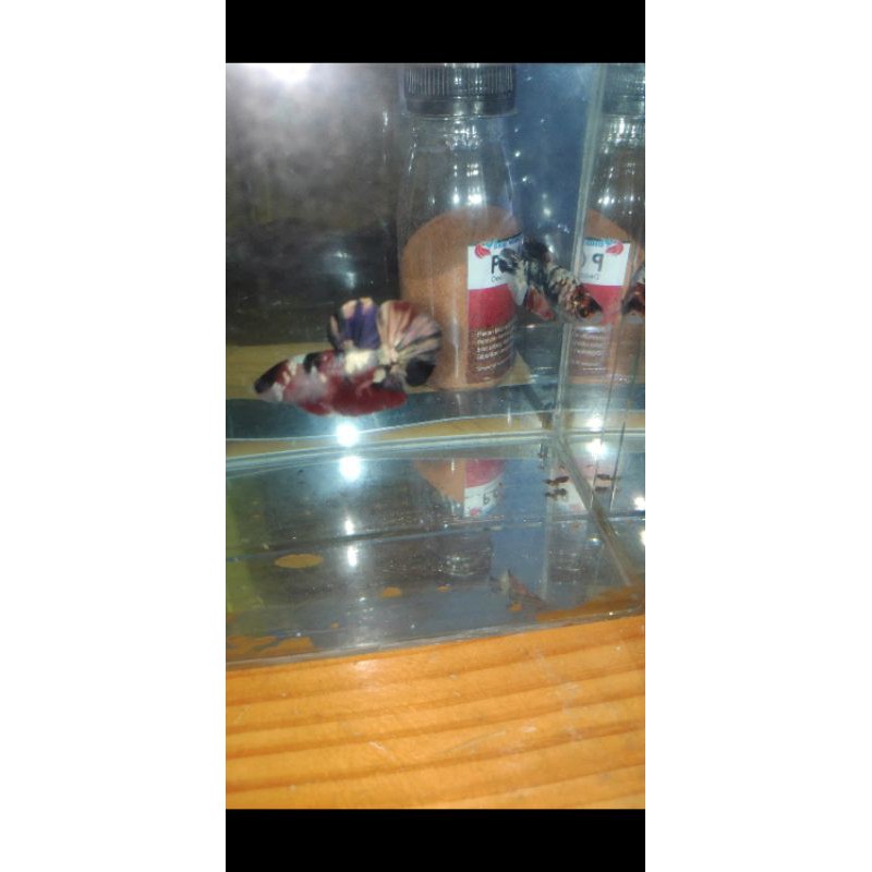 

ikan hias cupang redkoi Cooper gold 1 pair