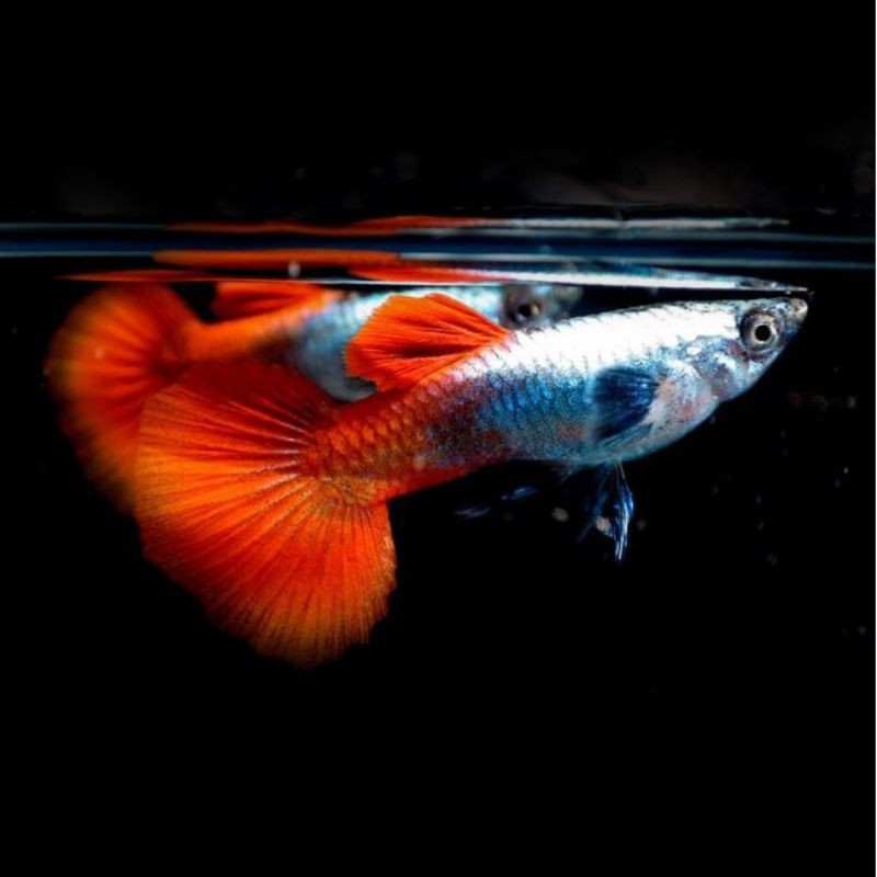 guppy platinum red tail 1 jantan 2 betina