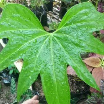 anthurium jari/pedatoradiatum