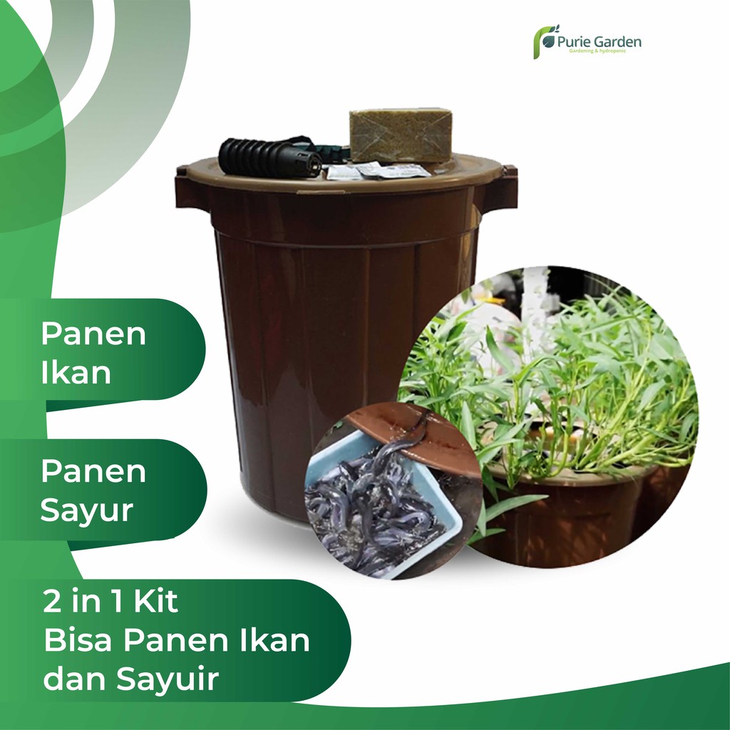 Paket Aquaponik Budidaya Ikan Dalam Ember (BUDIKDAMBER)