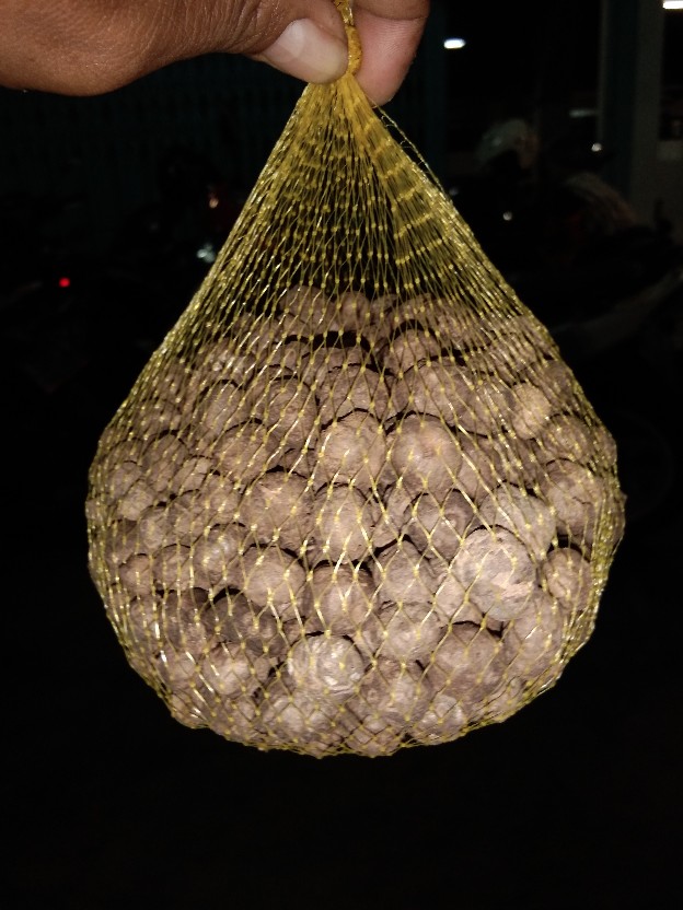 Bibit Porang Dorman | Katak Super Mini 700/ Biji