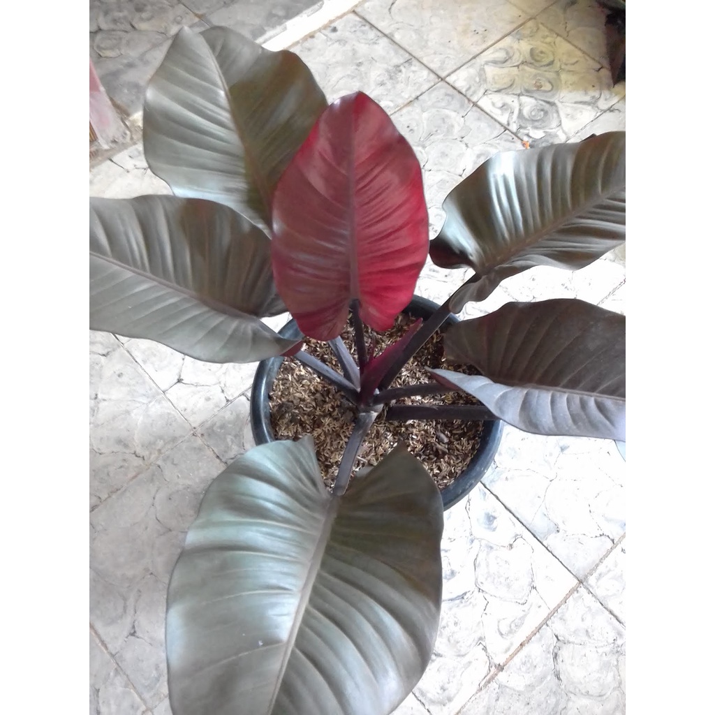 TANAMAN HIAS PHILODENDRON BLACK CARDINAL ASLI TANAMAN PHILO BLACK CARDINAL MURAH