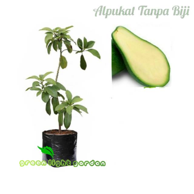 Bibit alpukat tanpa biji