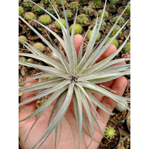 Tillandsia Houston Size Dewasa