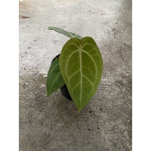 anthurium forgetii hybrid