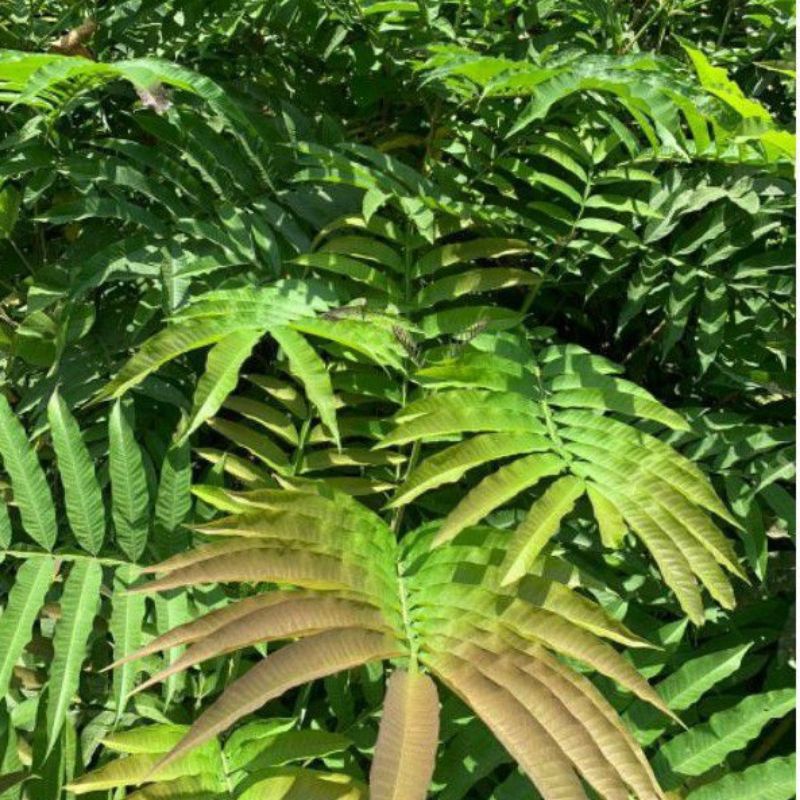 

Daun Sungkai Berhasiat, 50Lembar. Fress pesan langsung petik dari pohon. Original.