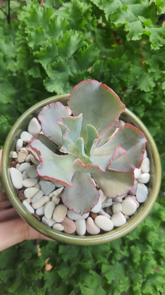 Sukulen Dan Kaktus Mini (echeveria ‘crinoline Ruffles’)