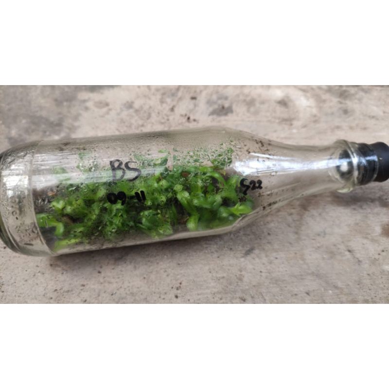 Bibit anggrek botol spesies Aff. Busuangense