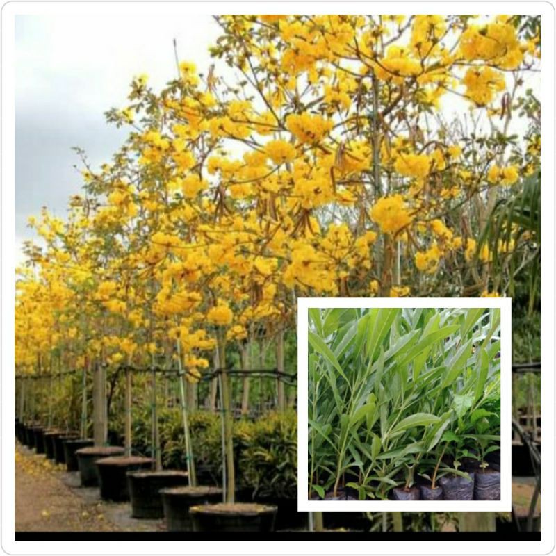 POHON TABEBUYA KUNING TINGGI 1 METER