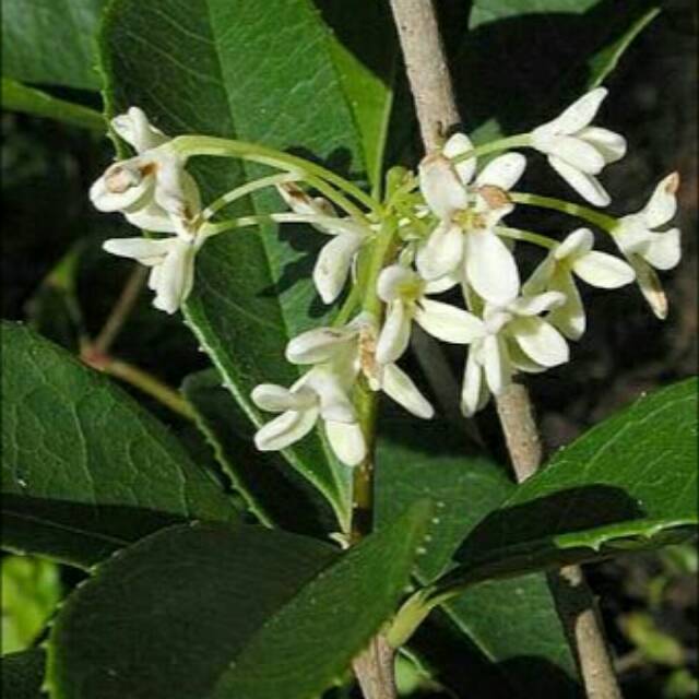 Tanaman Sweet Osmanthus