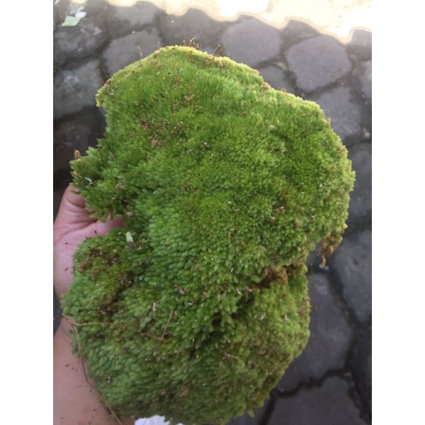 Moss darat / Moss paludarium / living Moss / spagnum moss