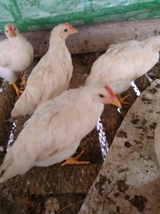 Kemeja Dan Tunik Batik