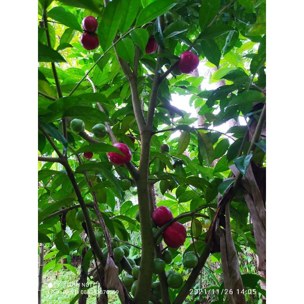 

buah mahkota dewa segar 1(kg) di petik langsung kalau ada yang order