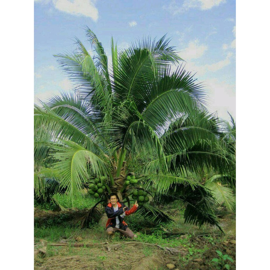 J3Z Paketan Bibit Kelapa Pandan Wangi Super 5 Bibit Harga Obral