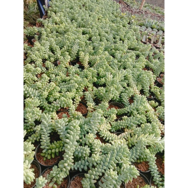 sukulen air mata ibu/ donkey tail/ sukulen anggur