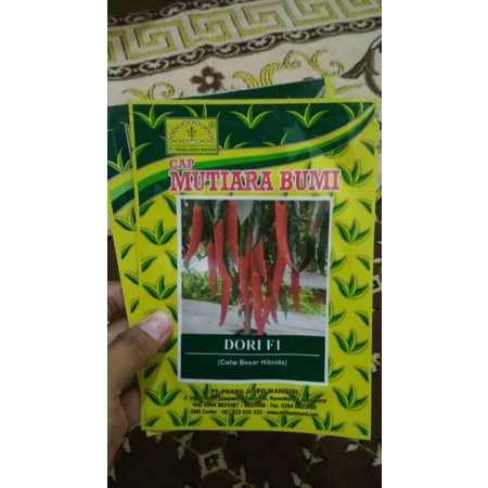 cabe besar hibrida, Dori F1 Cap Mutiara Bumi