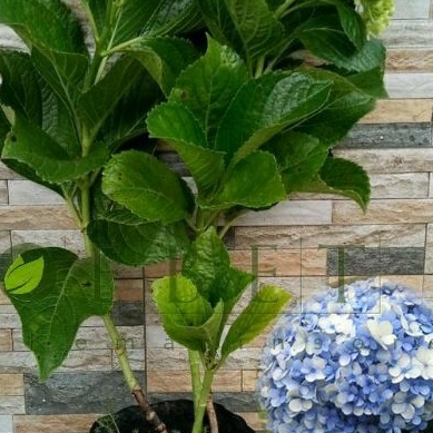 DIARY PETANI - Bibit Bunga Hortensia atau Panca Warna Biru