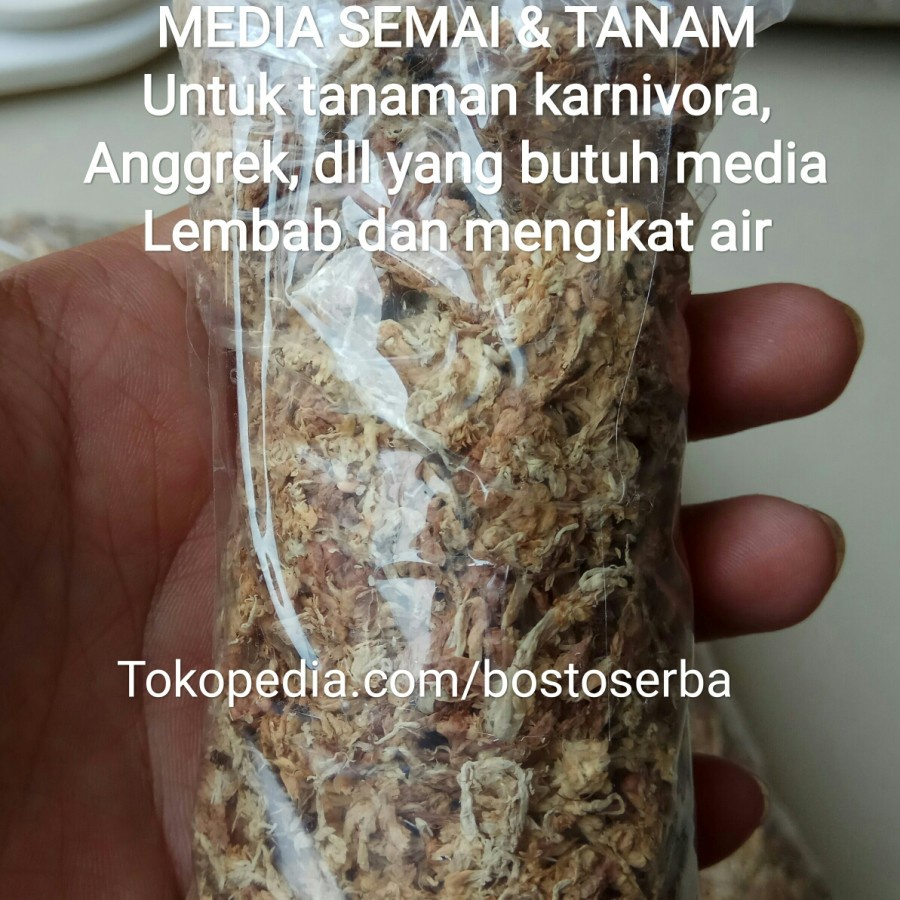 SPHAGNUM MOSS MEDIA TANAMAN KARNIVORA / MOSS CHILLE EKONOMIS PACK
