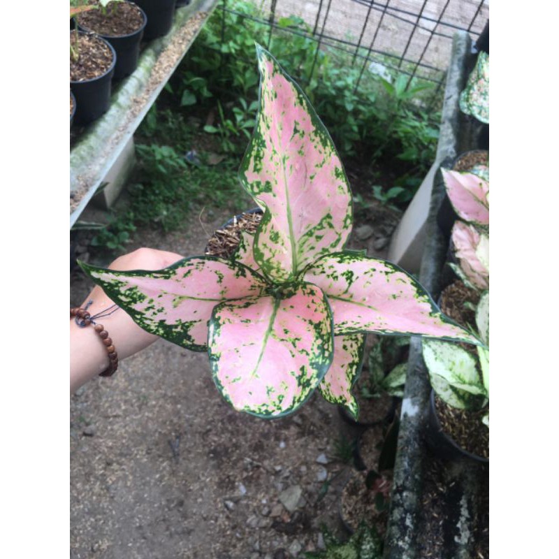 Aglonema Pink Yulia