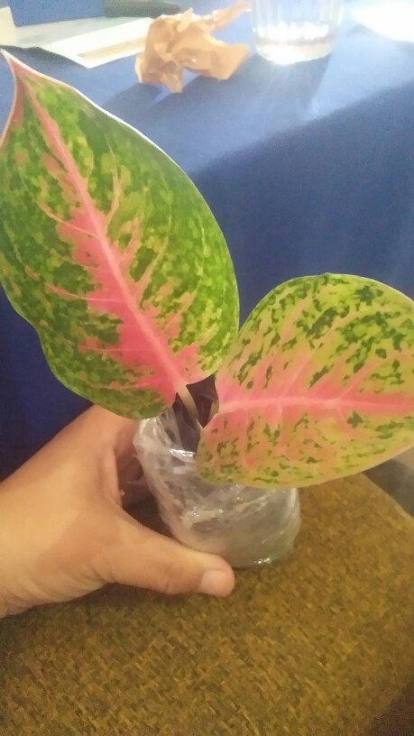 [bisa Cod] Aglonema Heng Heng (tanaman Hias Aglaonema/aglonema)