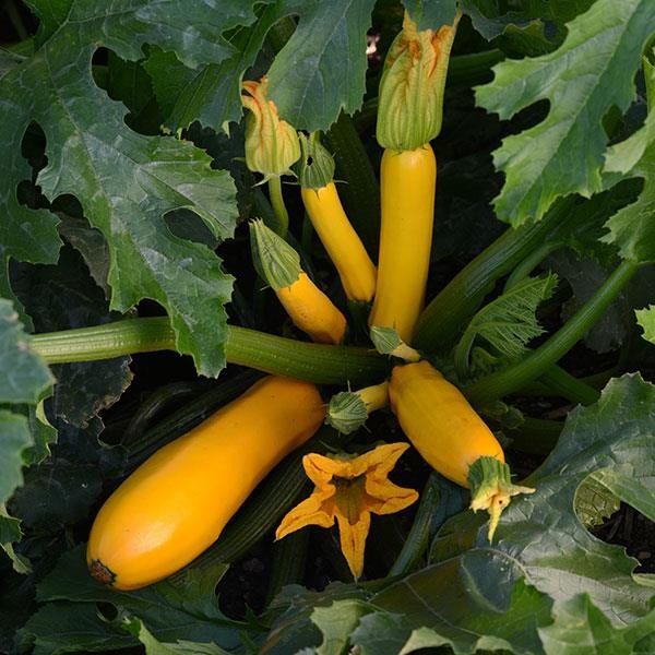 Benih-Bibit Zucchini Golden Glory (Haira Seed)