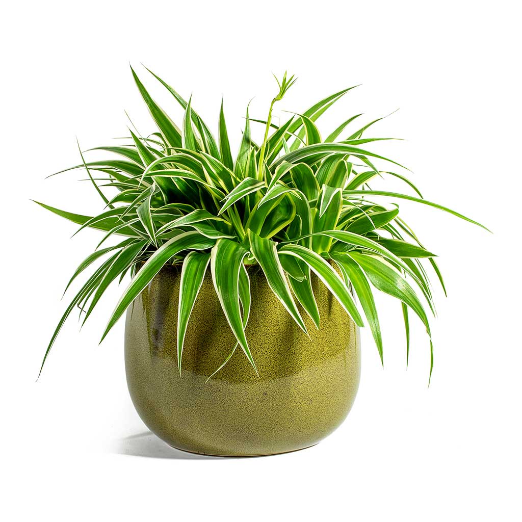 Tanaman Hias Hidup Lili Paris - Tanaman Bulu Ayam - Daun Spider Plant taman