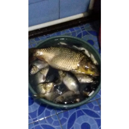 Essen Ikan Nila Mujaer Esen Lumut Lukut Jedud