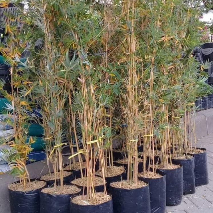 Grosiran Murah bibit tanaman bambu kuning mini/tanaman hias bambu kuning mini/bambu kuning mini