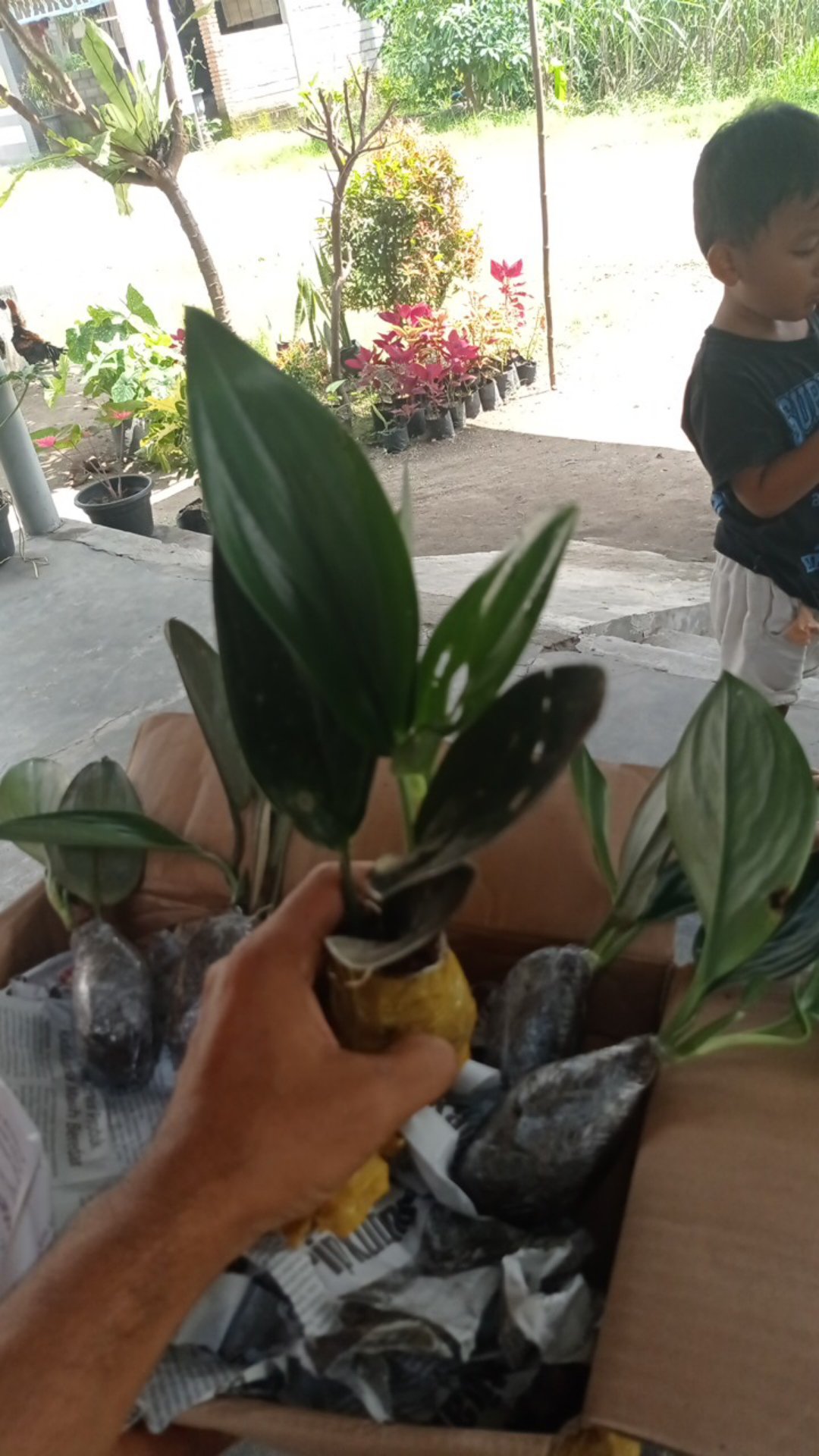 Scindapsus Trubii Drak